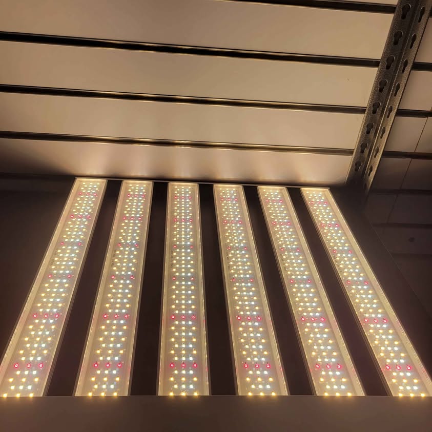Luz LED de crecimiento SPF2000 de 200 W, cobertura de 3 x 3 pies con n...